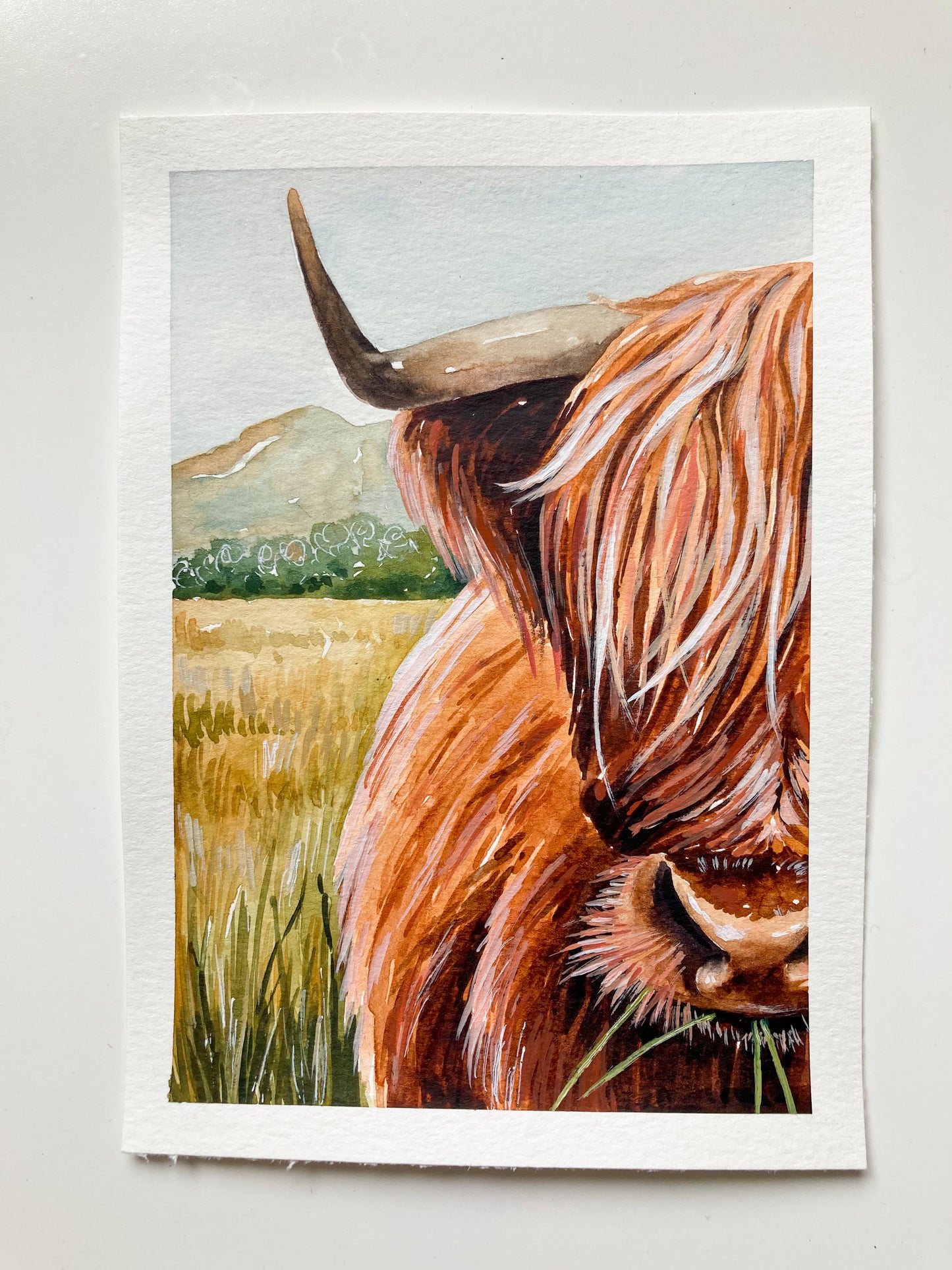 Highland Coo Profile
