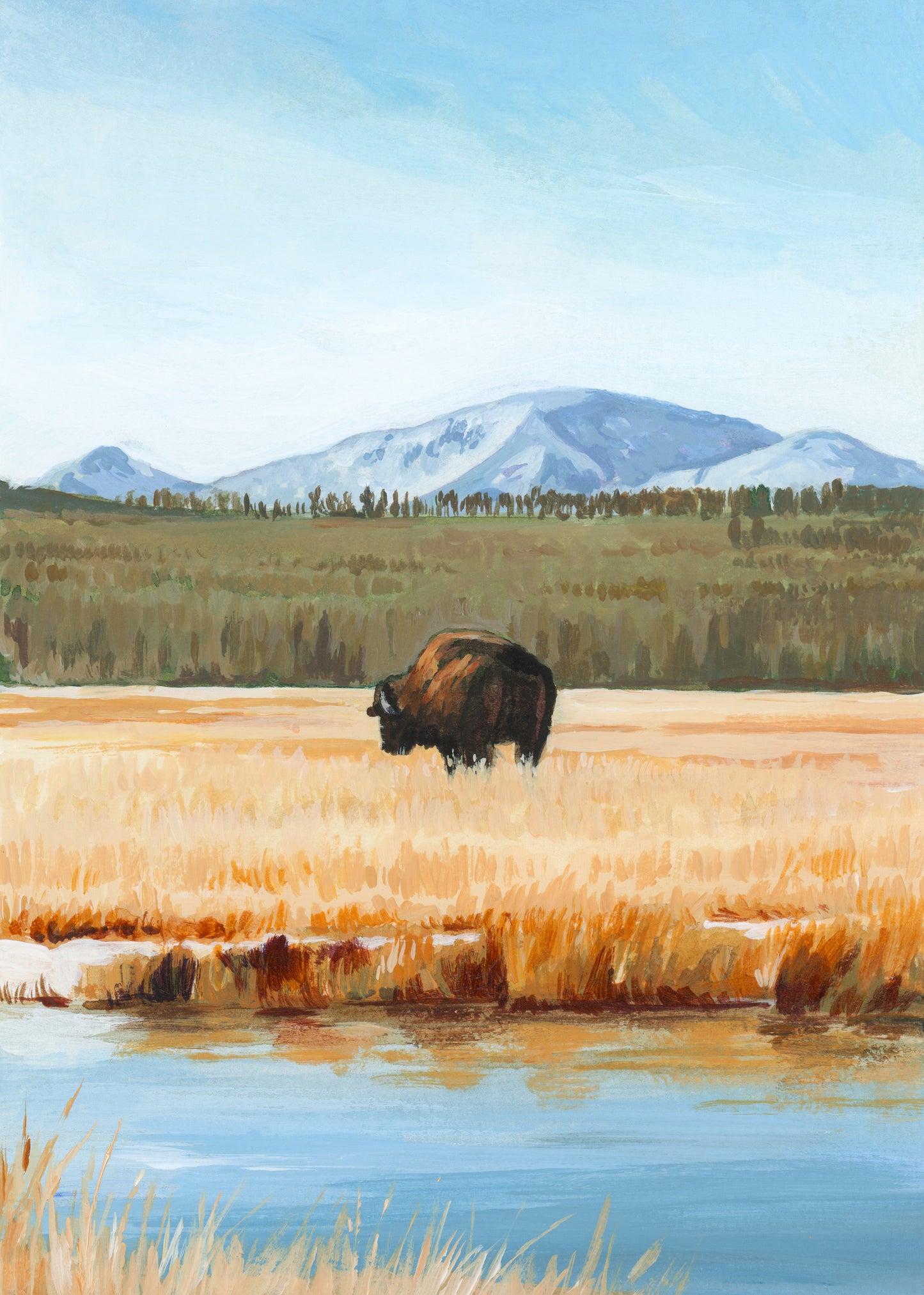 'The Lone Buffalo' (Yellowstone National Park) Print